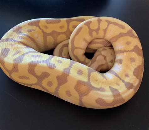 Image result for Spotnose Ball Python