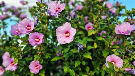 14 Stunning Rose Of Sharon Varieties (Plus A Few More For Your Dream ...