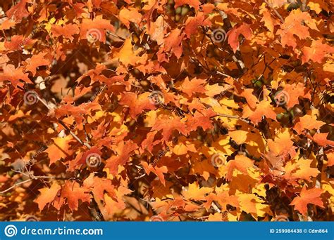 Image result for Silver Maple Tree Fall Color