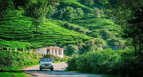 Tea Gardens: Prime Indian destinations to explore the beauty of tea ...
