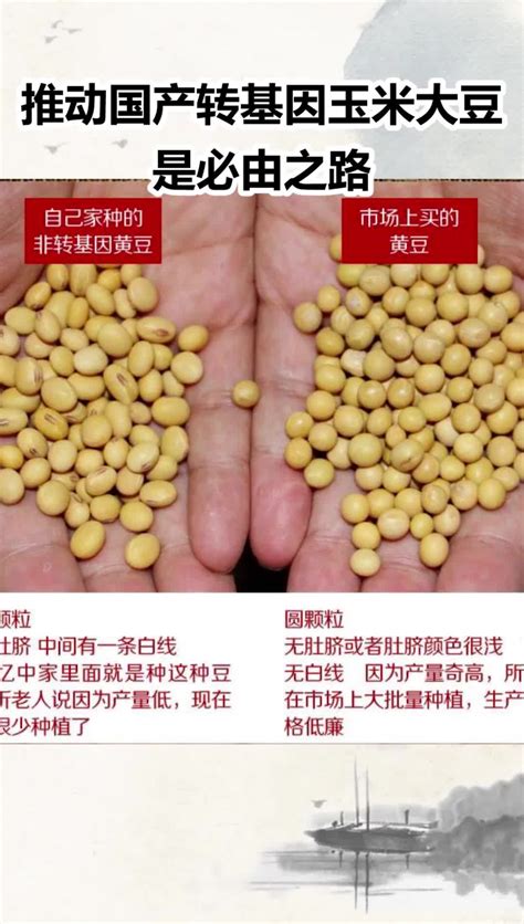 推动国产转基因玉米大豆是必由之路_凤凰网视频_凤凰网