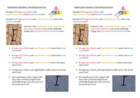 Image result for Magnification Amount Examples
