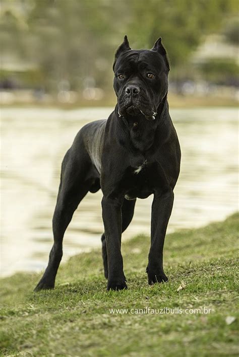Cane Corso Mastiff 的图像结果