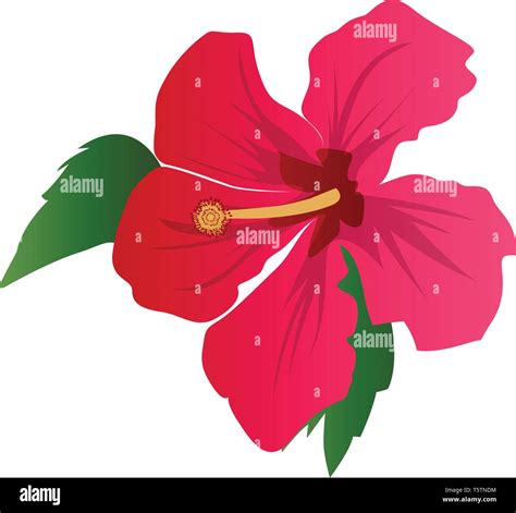 Green Hibiscus Flower Clipart