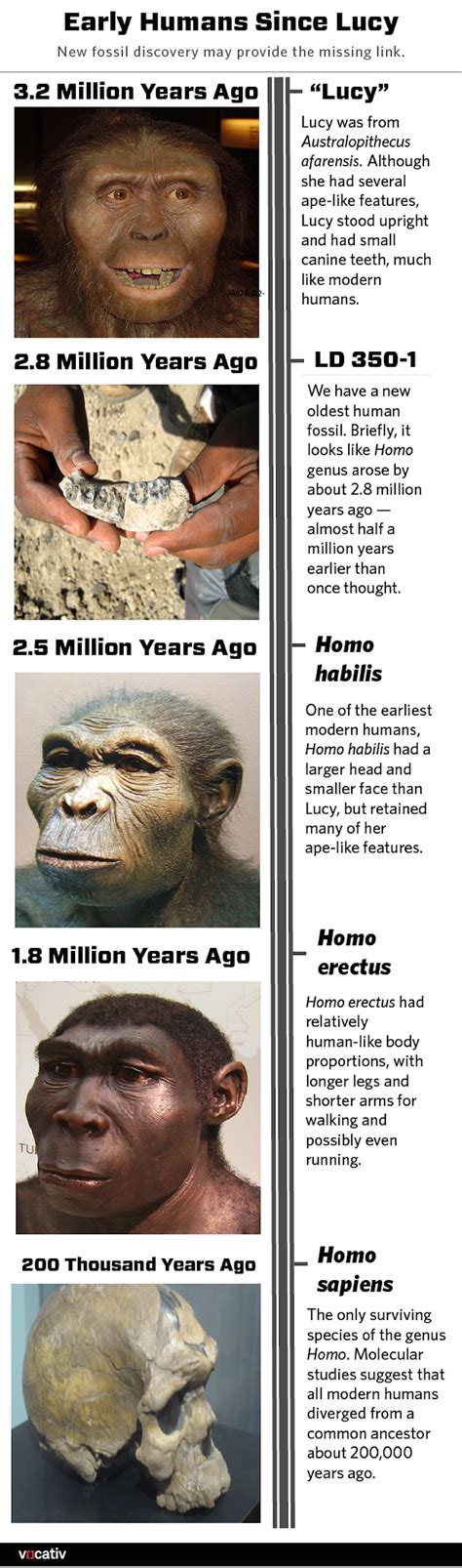Human Evolution 的图像结果