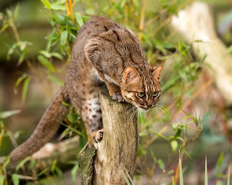 Types Of Wild Cats at Terry Greene blog