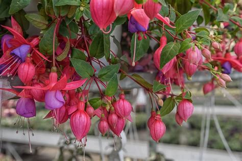 Fuchsia Hanging Basket