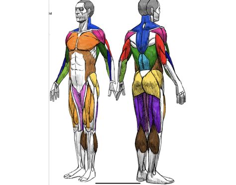 Image result for Muscle Code