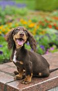 Image result for Top 10 Most Cutest Dogs