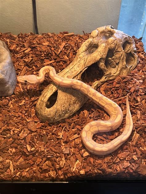 Feeding Baby Ball Python 的图像结果