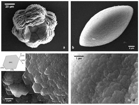Calcium Carbonate Polymorphs Growing in the Presence of Sericin: A New ...