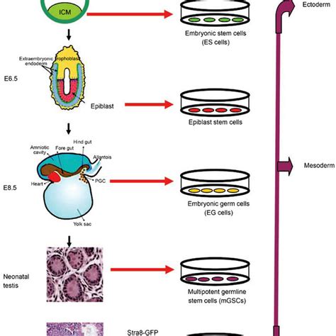 Image result for Germ Line Development
