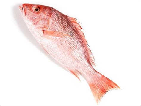 Image result for Caribbean Red Snapper