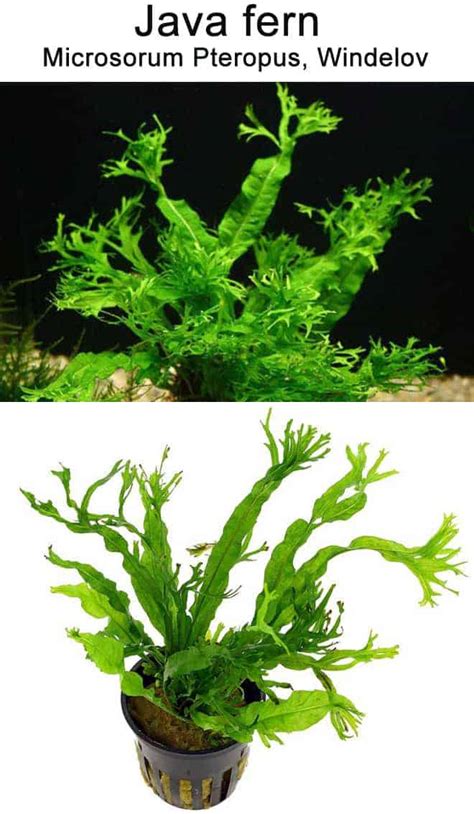 Image result for Growing Java Fern in a Bucket