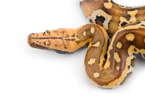 Image result for Red Tail Python Facts