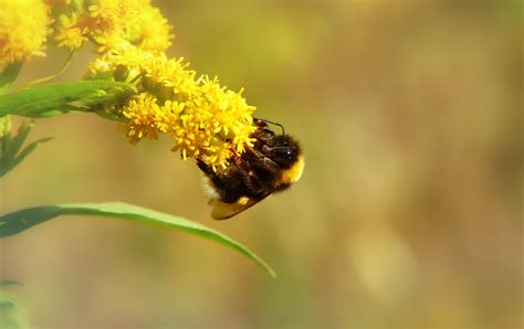 Big Bumblebee Gas Insect free image download