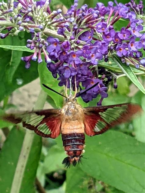 Clearwing Hummingbird Moth – The Smell of Molten Projects in the Morning