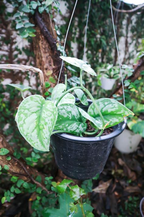 Types Of Indoor Vine Plants