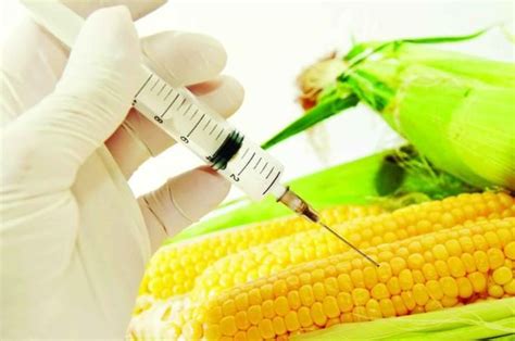 农业农村部最新公示：51个转基因玉米大豆品种初审通过！_新雨淘中医-让老百姓都看上好中医