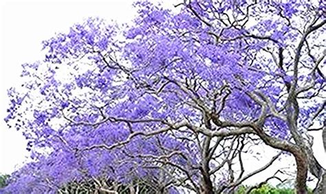 Buy Golden autumn farm- 25 Blue Jacaranda Tree Jacaranda Mimosifolia ...