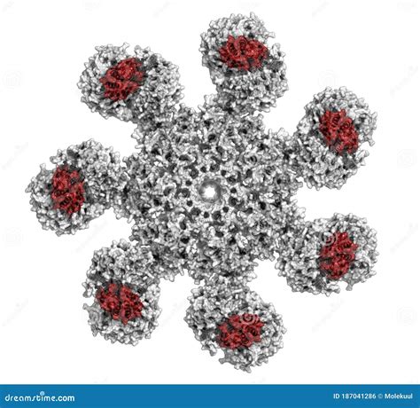 Image result for Cell Death Programed