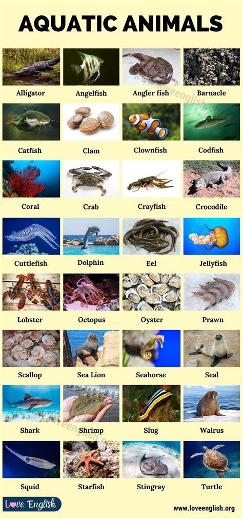 Aquatic Animals List A-Z With Pictures at Susan Jaimes blog