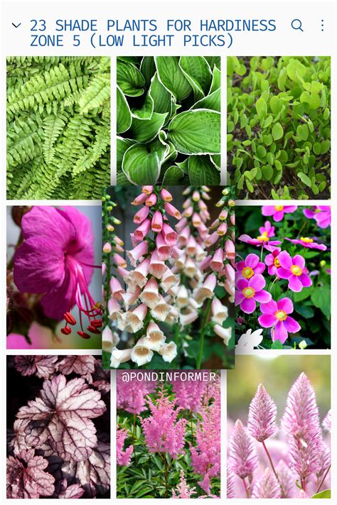 23 shade plants for hardiness zone 5 low light picks – Artofit