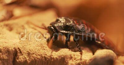 Image result for Large Cockroach Attack