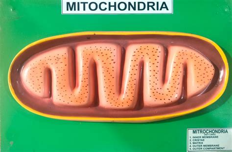 MITOCHONDRIA MODLE – M/S LAB TECH CORPORATION