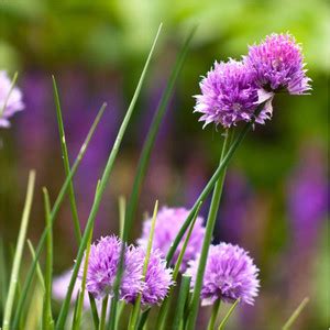 Biosnyg ROX-91 Common Chives Herb (Allium schoenoprasum)-[200 Seeds ...