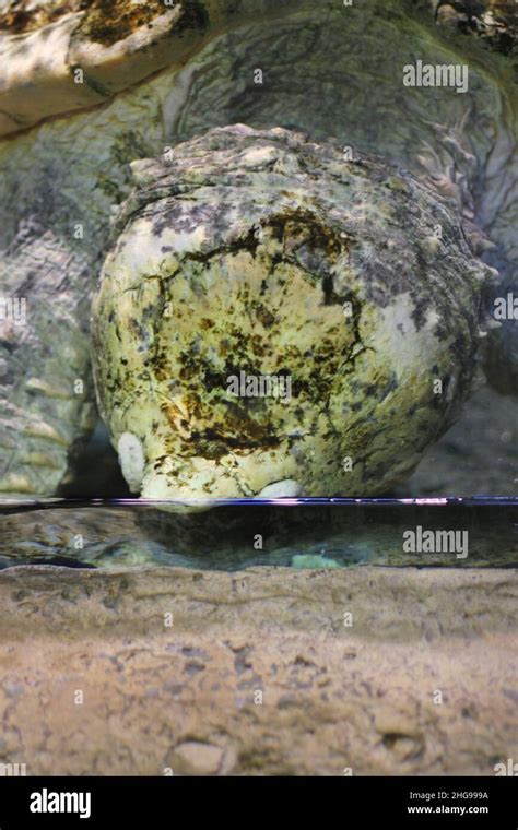 Image result for Snapping Turtle Pics