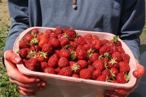 How to Get Strawberry Stains Out of Clothes | Clorox™