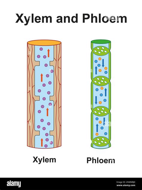 Xylem and phloem, illustration Stock Photo - Alamy