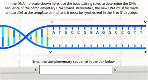 Image result for Complementary DNA Strand