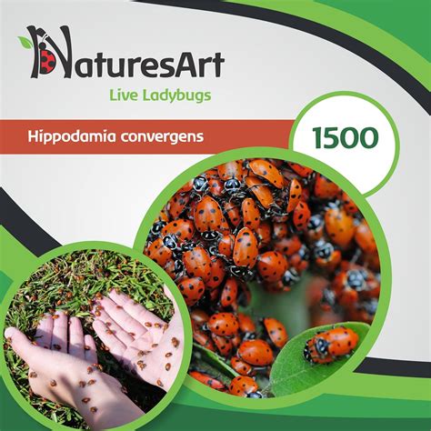 Amazon.com : NaturesArt 1500 Live Ladybugs - Good Bugs for Garden ...