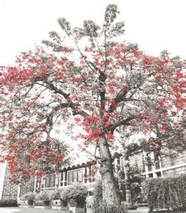 Certificate Courses – IISD – CMI