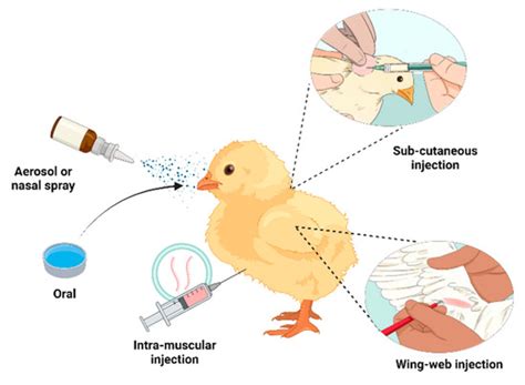 Advances in Poultry Vaccines: Leveraging Biotechnology for Improving ...