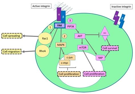 Integrins in the Spotlight of Cancer