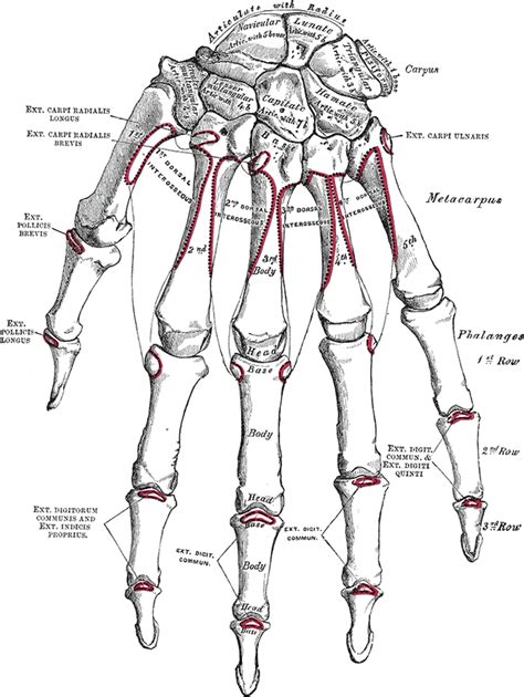 Skeletal Anatomy of the Hand - Hand Clinics