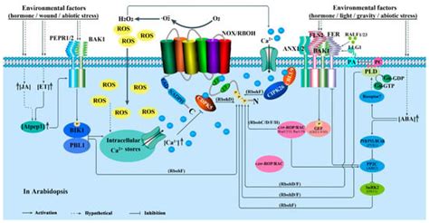NADPH Oxidases: The Vital Performers and Center Hubs during Plant ...