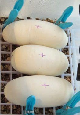 Ball Python Pregnancy 的图像结果