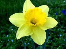 fiori di primavera nomi nomi e immagini di fiori di primavera 35 foto fiori di primavera nomi nomi e immagini di fiori di primavera 35 foto