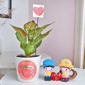 Floweraura Aglaonema Live Plant With Showpiece Gift's For Valentine's ...