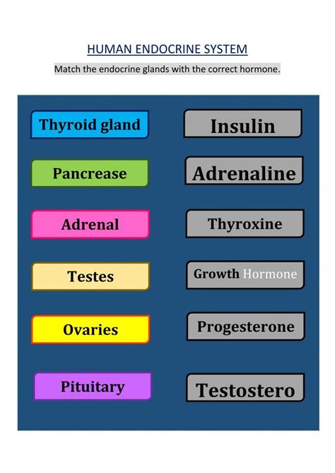 Image result for Endocrine System Worksheet Answers