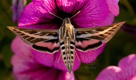 White-lined Sphinx Hyles lineata (Fabricius, 1775) | Butterflies and ...