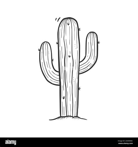 Desert cactus drawing hi-res stock photography and images - Alamy
