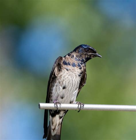 Purple Martin ID - Purple Martin Conservation Association