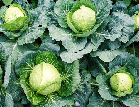 Cabbage: Natural Medicine For Cancer, Diabetes And More – Healing the Body