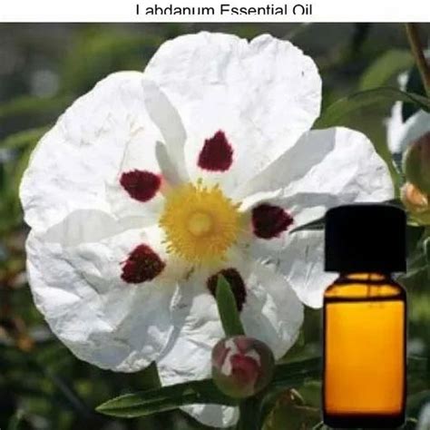 Essential Oils - Eucalyptus Essential Oil Trader - Wholesaler ...