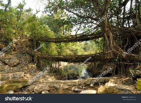 Image result for Tree Root Bridge